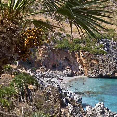 Agave Scopello *